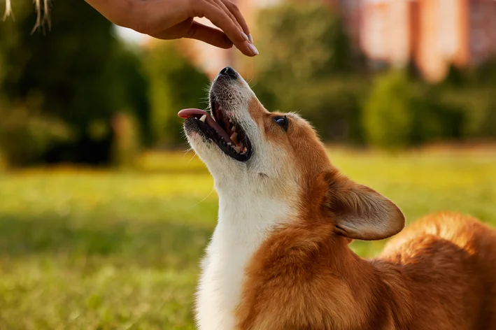 petisco para cachorro sorri