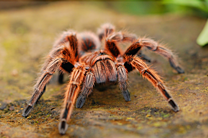 Picada de aranha em gato: e agora?