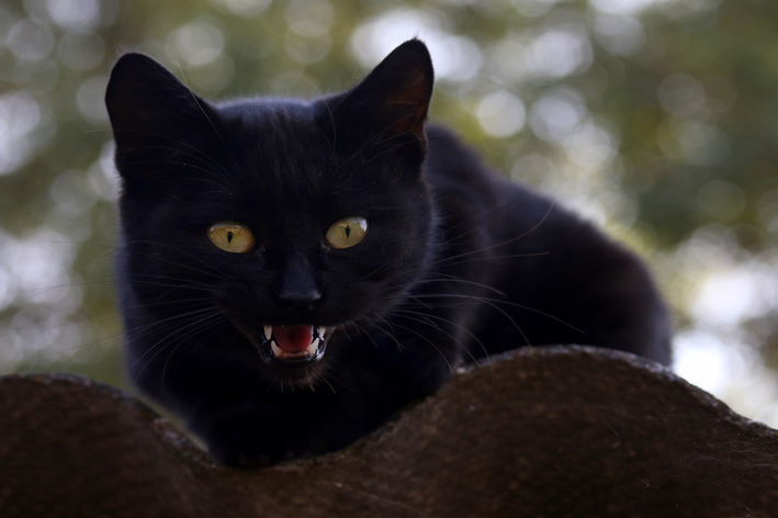 picada de aranha em gato