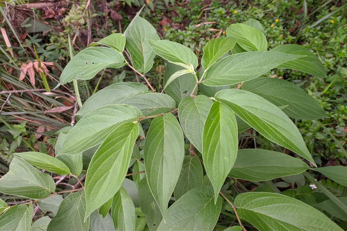 folhas de pimenta-de-macaco