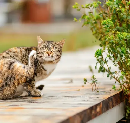 gato com piolho se coçando