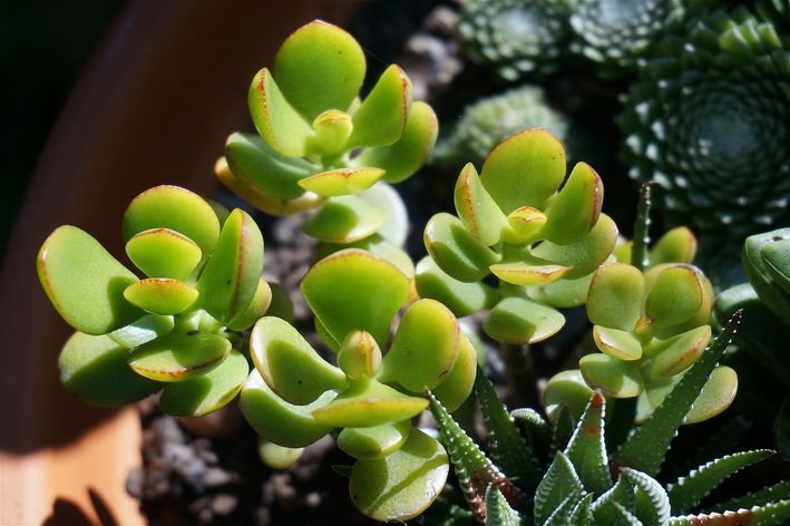 planta jade