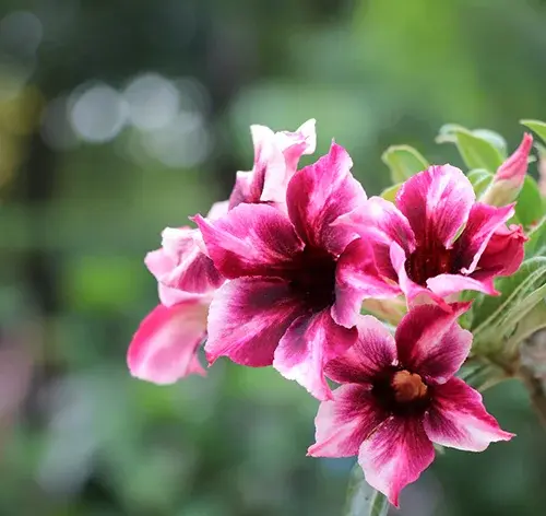 a rosa do deserto é uma das principais plantas que resistentes ao sol