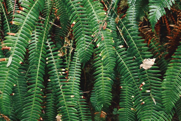 plantas para jardim vertical