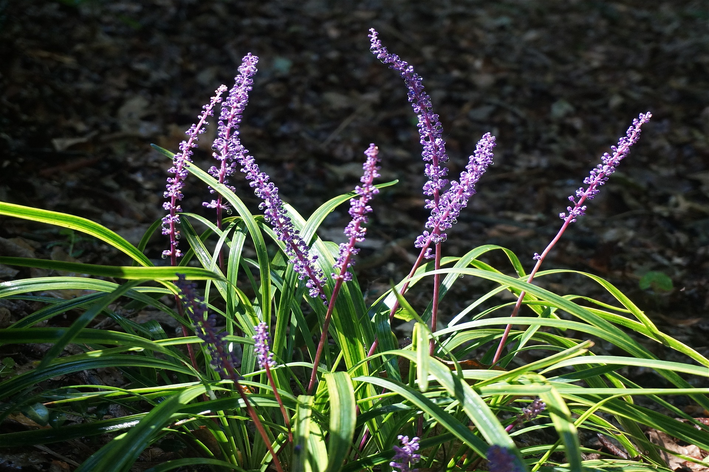 plantas para jardim vertical