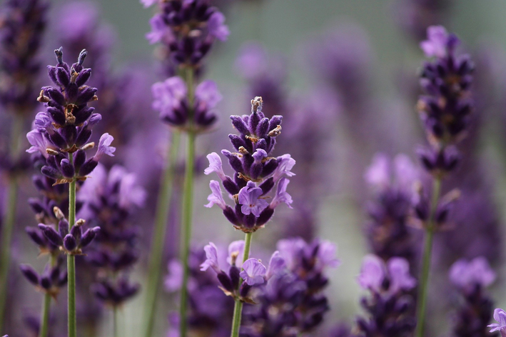 Flores de Lavanda