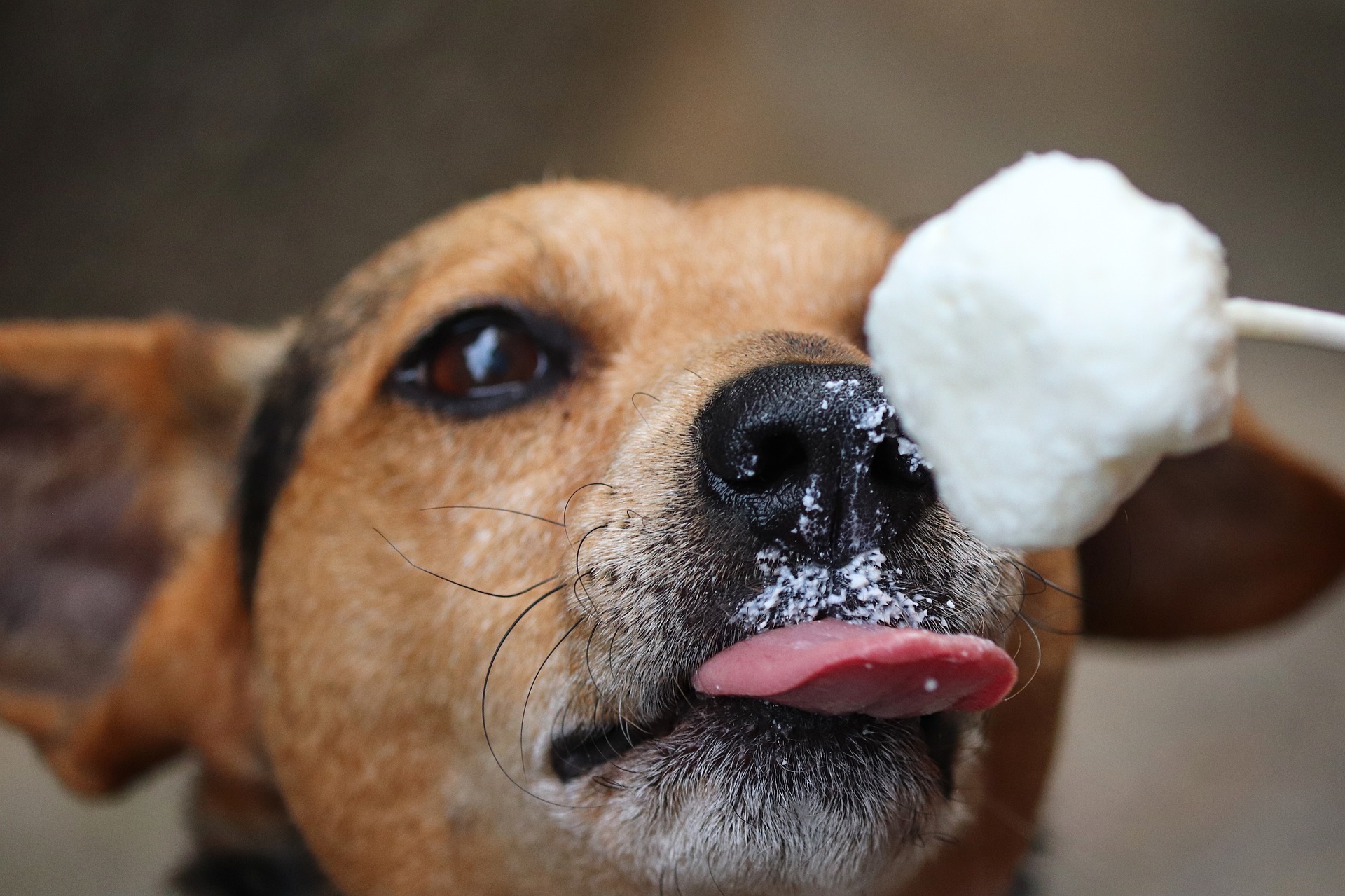 Pode dar gelo para cachorro?