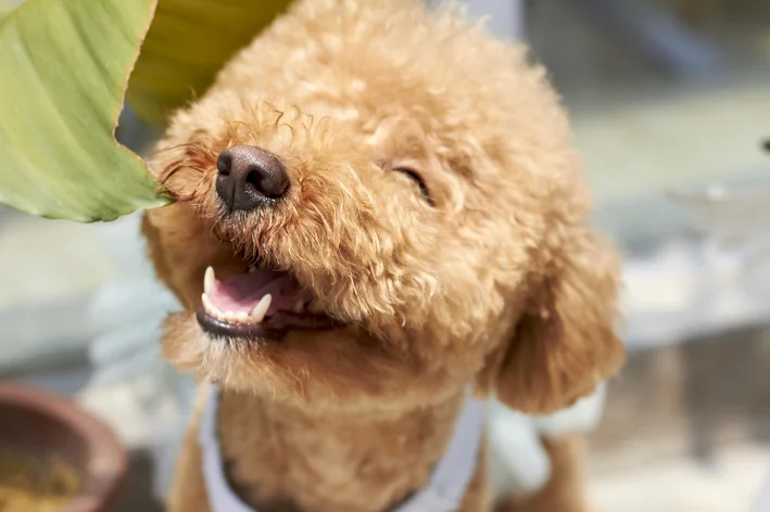 poodle cachorros mais inteligentes do mundo