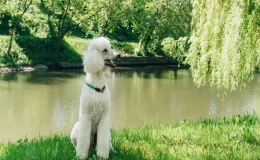 poodle gigante no parque