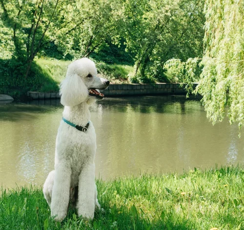 poodle gigante no parque