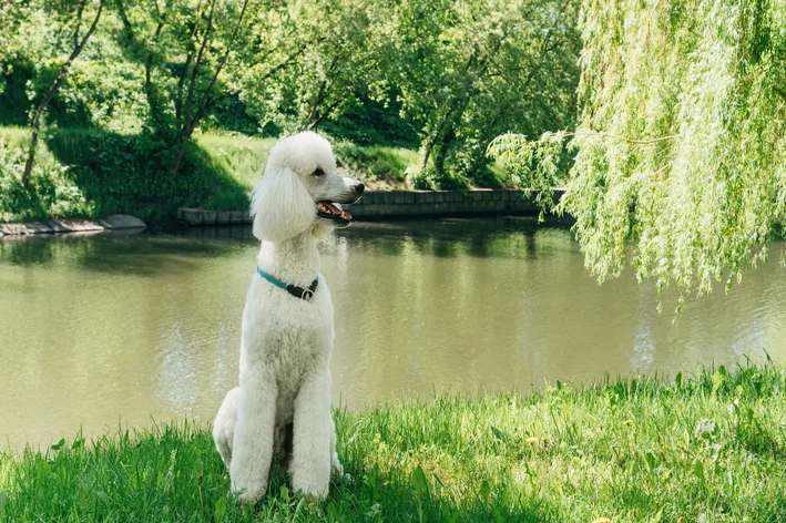 poodle gigante no parque