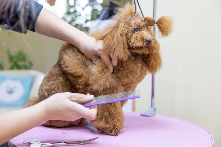 pessoa escovando um poodle gigante