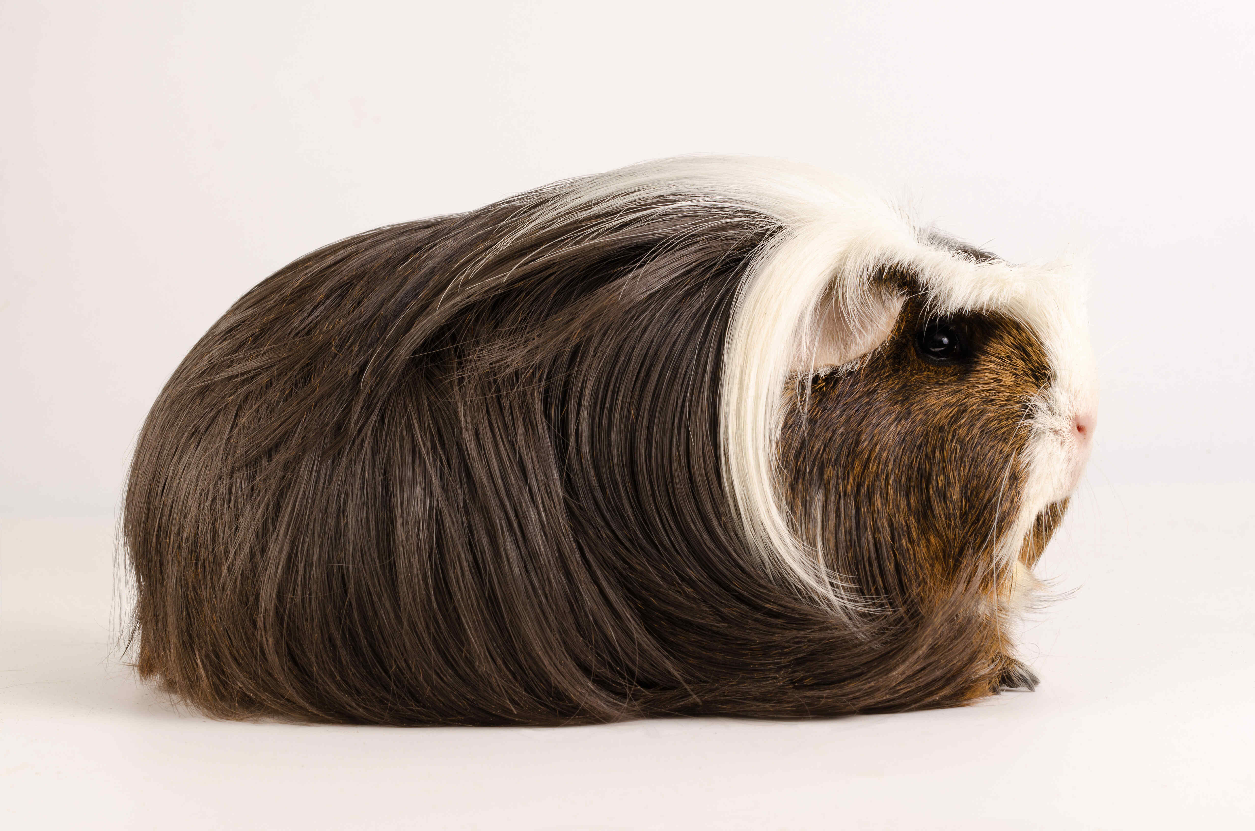 PORQUINHO DA ÍNDIA SHELTIE