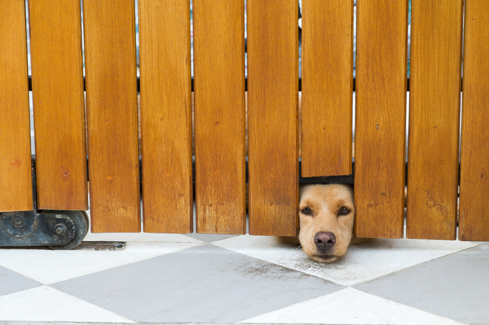 portão para cachorro