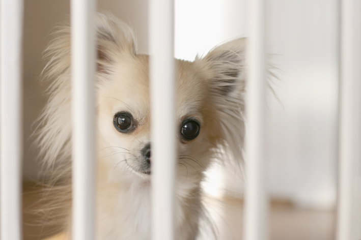 portao de grade para cachorro