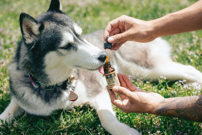 posso dar vitamina humana para cachorro