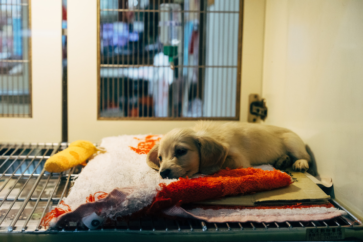 posso dar vitamina humana para cachorro