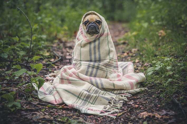 Probiótico para cães: o que é e quando usar?