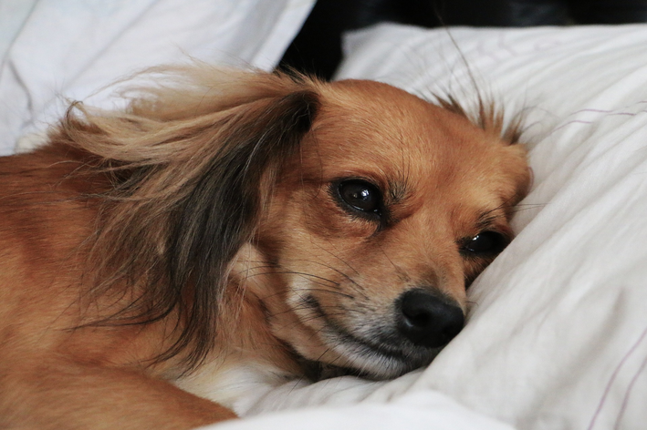 probiótico para cães