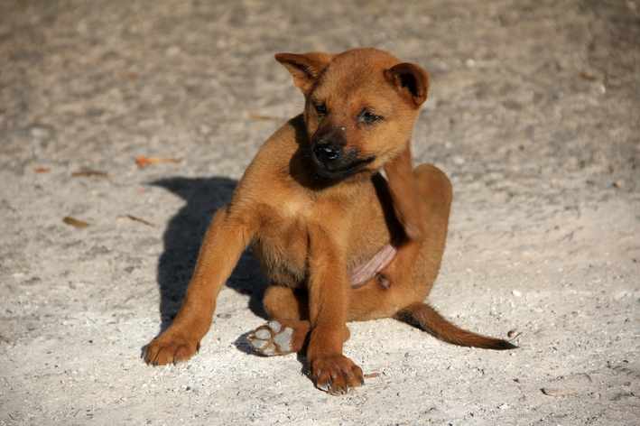 pulga de cachorro