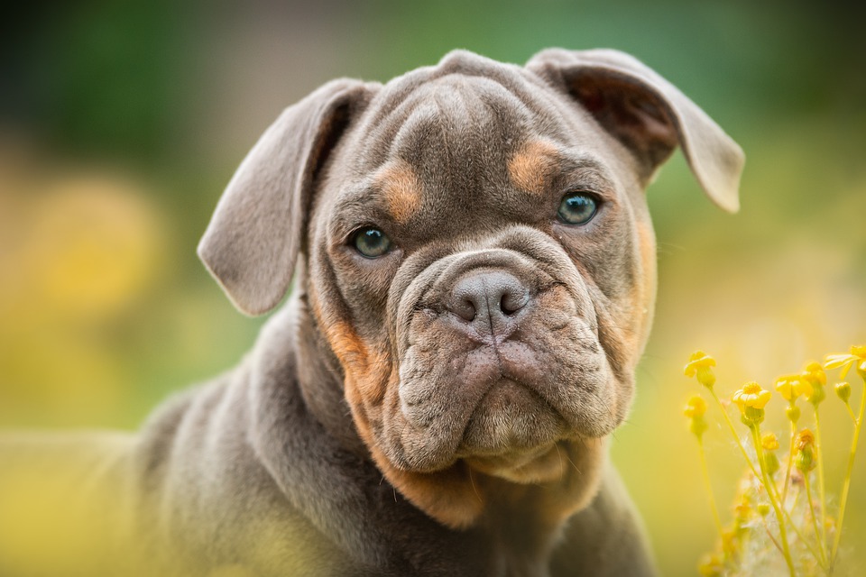 vantagens de ter um cachorro