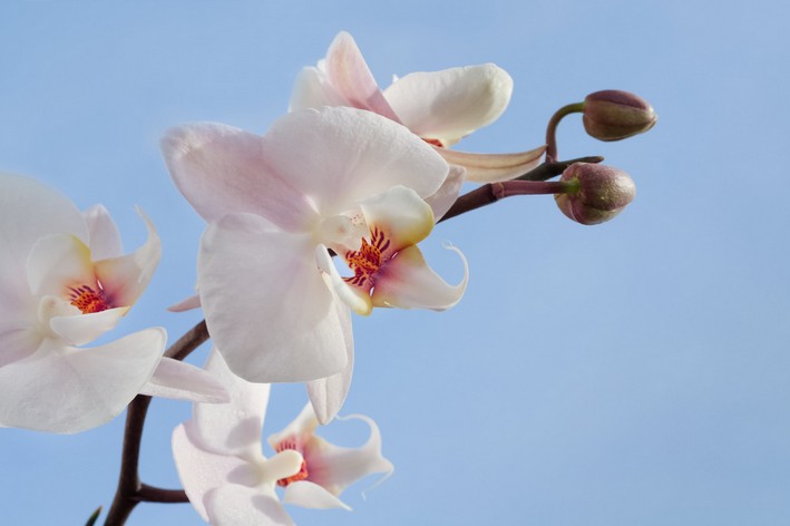 Orquídea branca