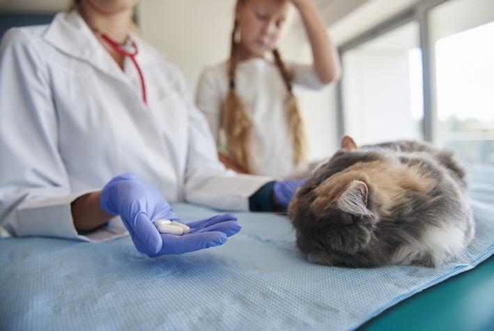 Qual anti-inflamatório pode dar para gato