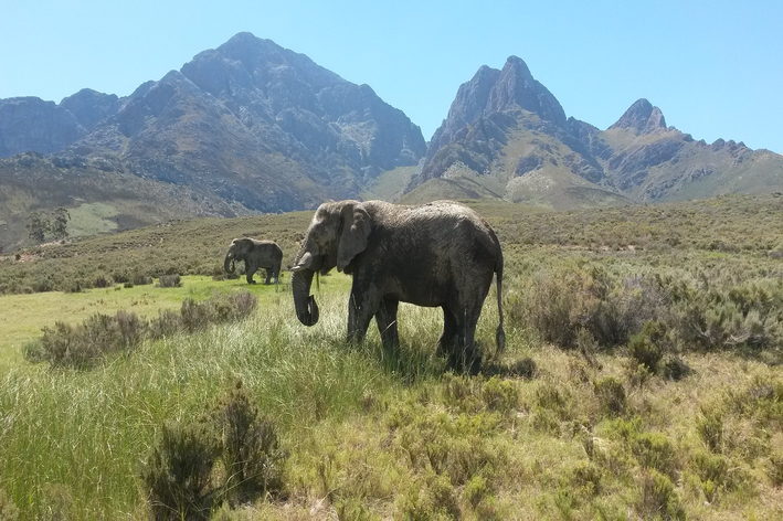 qual o maior animal terrestre