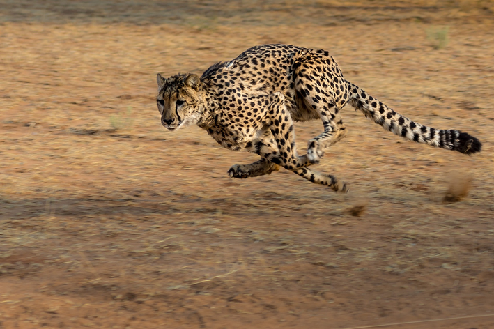 qual o maior animal terrestre