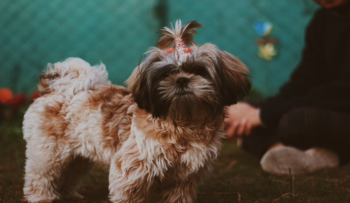 cachorro de raça pequena