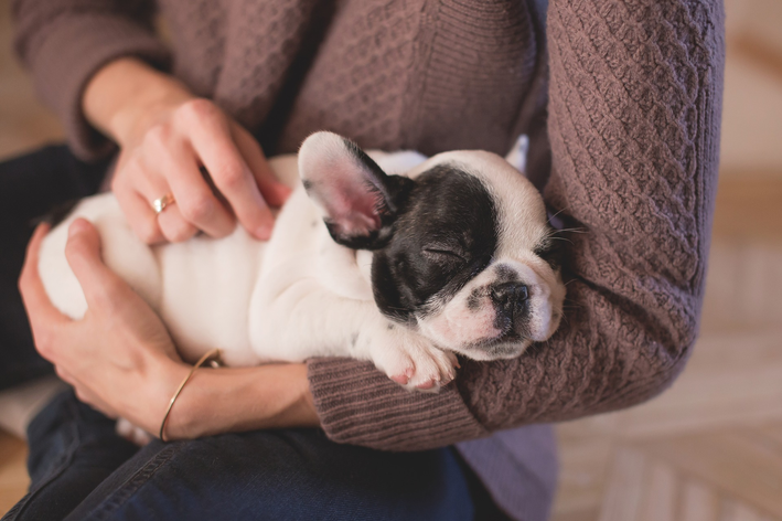 remédio para cachorro dormir