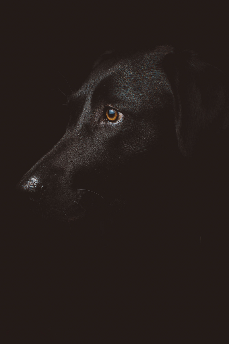 Cachorro com remela verde nos olhos