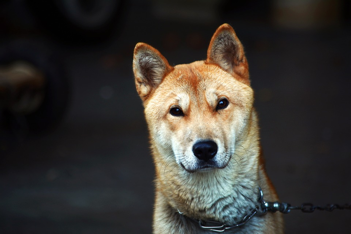 raça de cachorro coreano