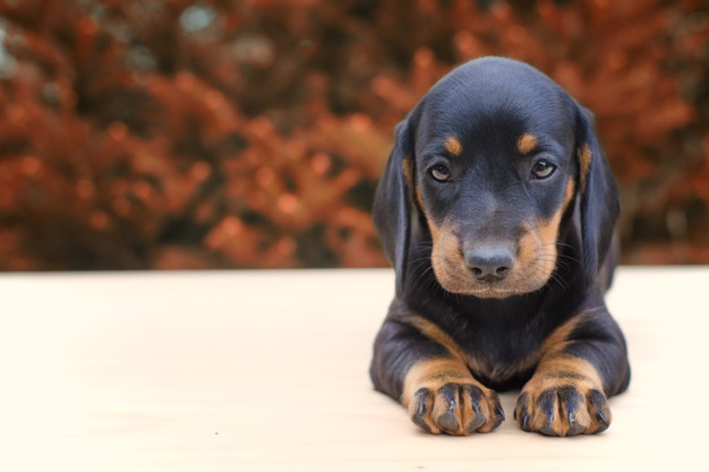 nomes para cachorro preto