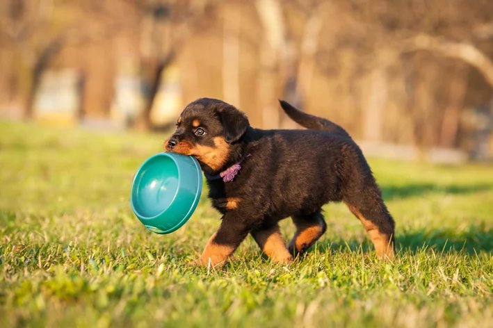 Rottweiler com comedor na boca