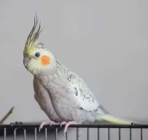 calopsita fêmea canta