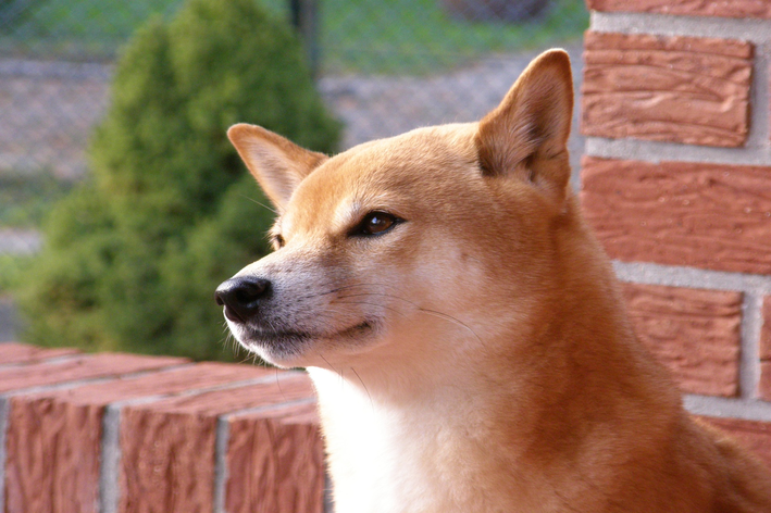 raça de cachorro japones