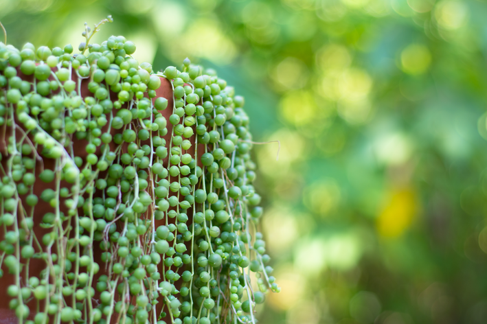 planta em forma de cascata de pérola