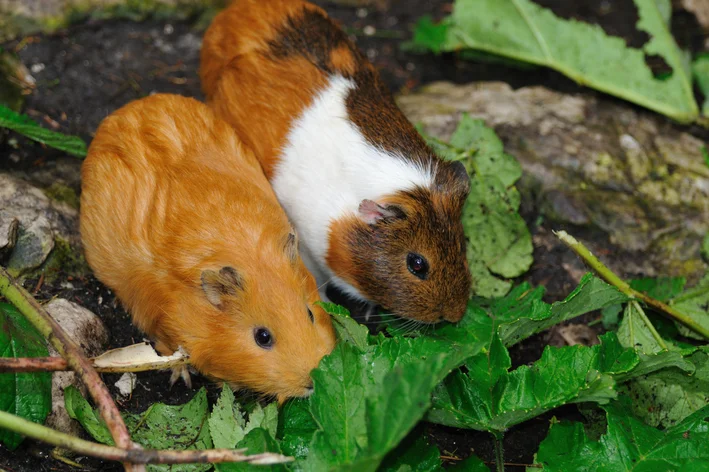 casal de hamster sírio