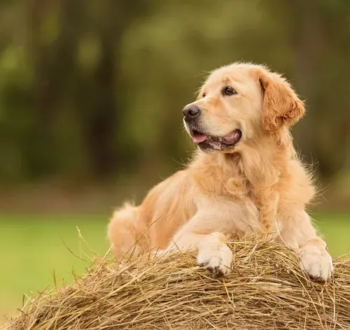 Golden Retriever é um dos principais tipos de cachorro que existe