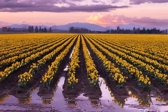 plantação de tulipas amarelas