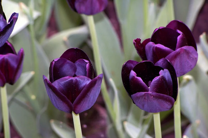 flores de tulipa negra