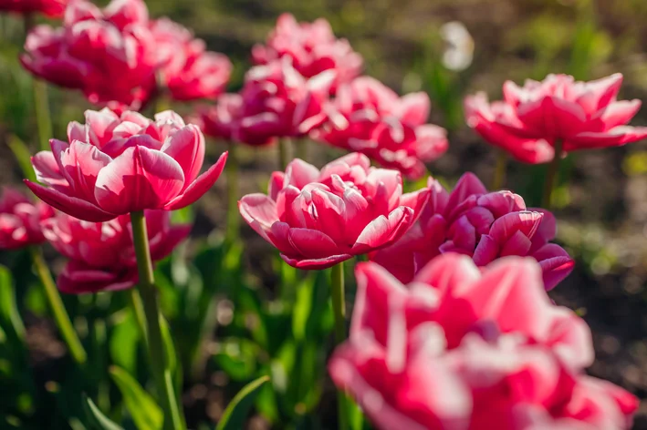 pétalas de tulipa rosa