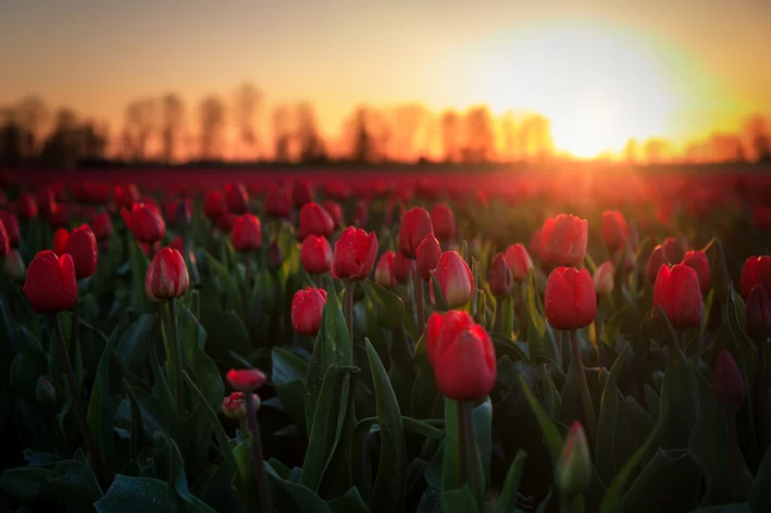 tulipas vermelhas no jardim