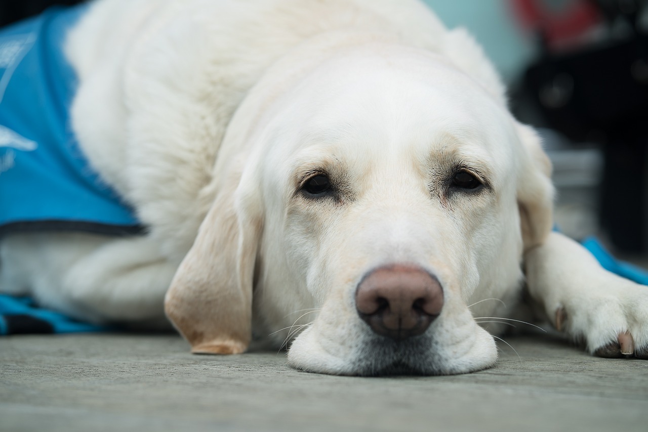 Vacinas de cachorro atrasadas