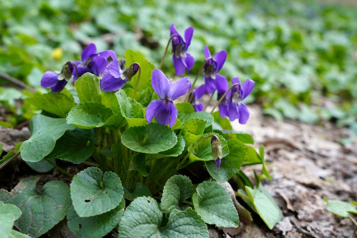 violeta-de-cheiro no jardim