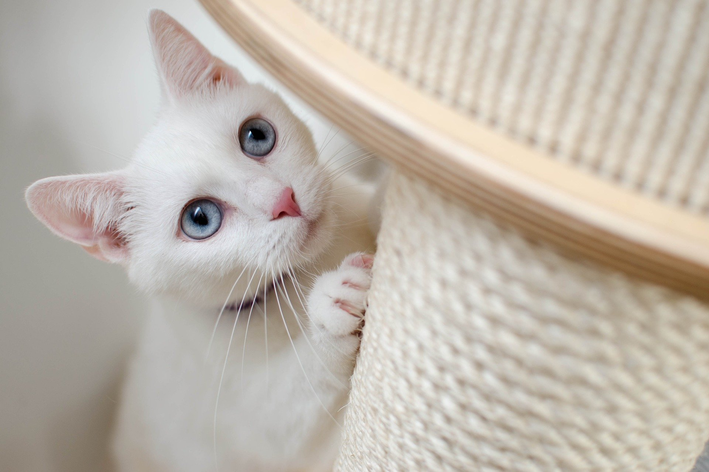 gato pode comer mortadela