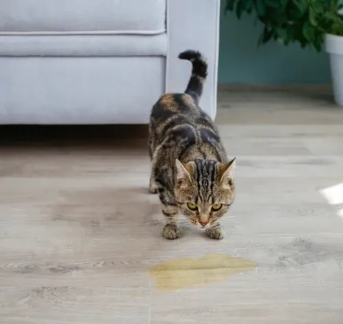 gato fazendo xixi fora da caixa de areia