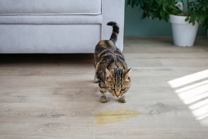 gato fazendo xixi fora da caixa de areia