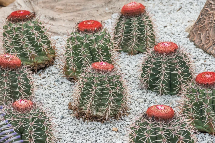 Cabeça-de-Frade plantas que não precisam de água